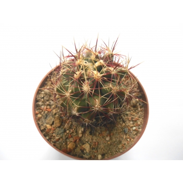 Thelocactus bicolor...