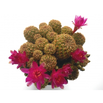Sulcorebutia canigueralii...