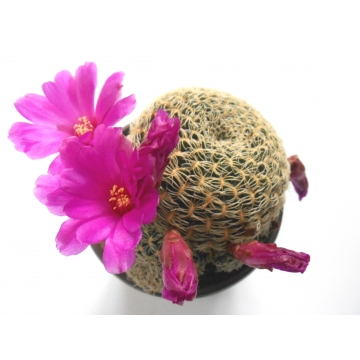 Sulcorebutia albissima KK 1808