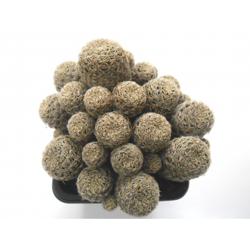 Sulcorebutia gemmae LH 1125