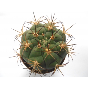 Gymnocalycium eytianum
