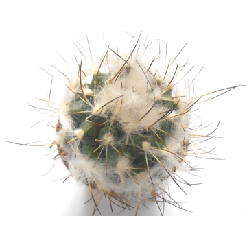 Turbinicarpus lauii