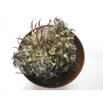 Turbinicarpus klinkerianus