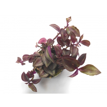 Tradescantia Purple