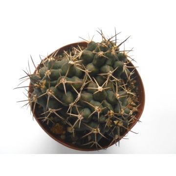 Gymnocalycium michoga sp