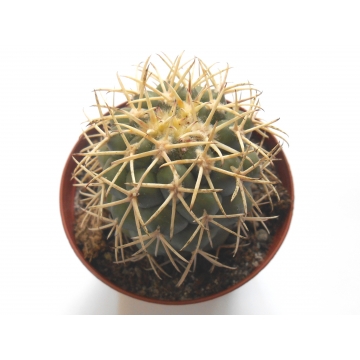 Coryphantha poselgeriana v....