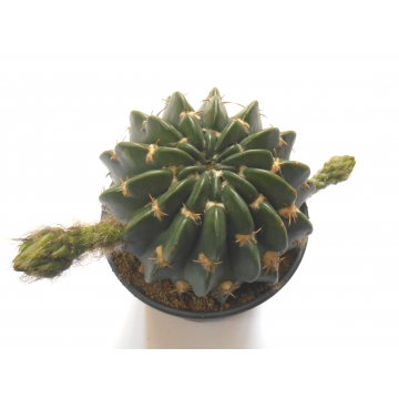 Echinopsis obrepanda
