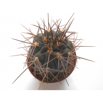 Gymnocalycium hossei