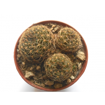 Lobivia arachnacantha