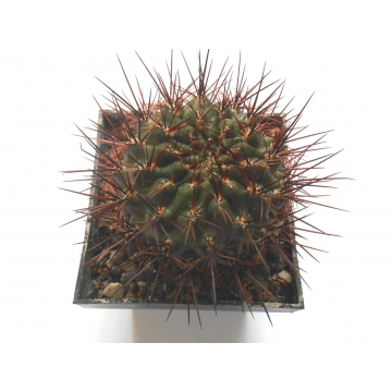 Sulcorebutia sp. cardenas