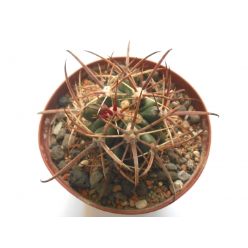 Ferocacrus fordii