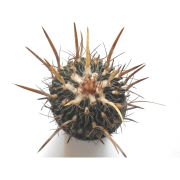Echinofossulocactus...
