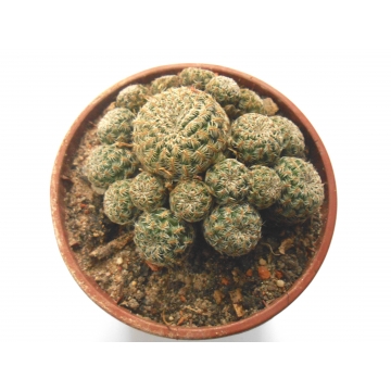Sulcorebutia pedroensis
