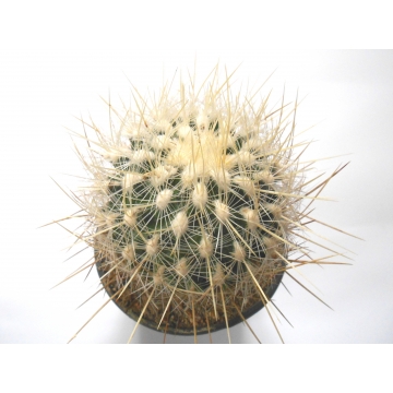 Thelocactus macdowellii