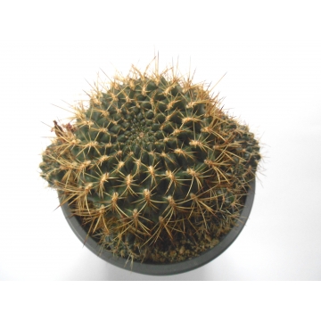 Sulcorebutia oenantha SE-127
