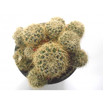 Sulcorebutia vasqueziana HS 72