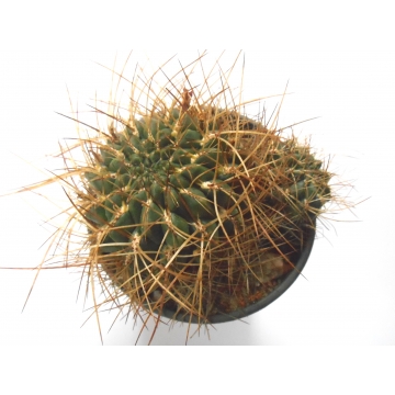 Sulcorebutia steinbachii