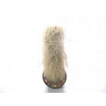 Cephalocereus senilis