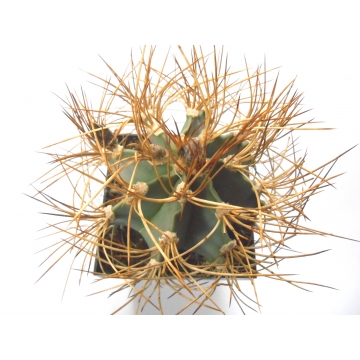 Astrophytum capricorne var....