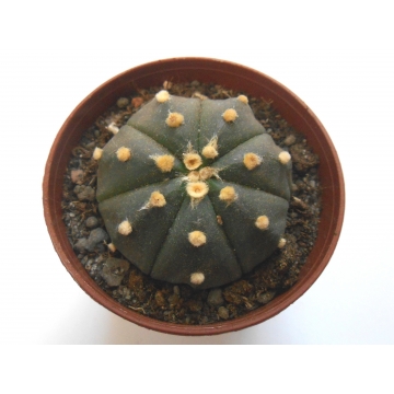 Astrophytum asterias var nudum