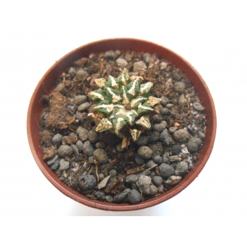Ariocarpus kotschoubeyanus...