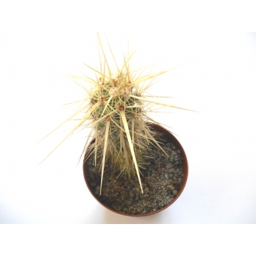 Echinocereus brandegei