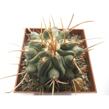 Thelocactus nidulans světlé...