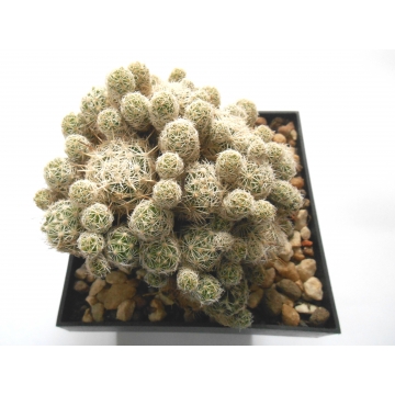 Mammillaria gracilis