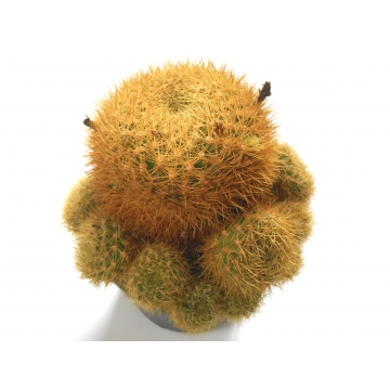 Sulcorebutia flavissima SE 123