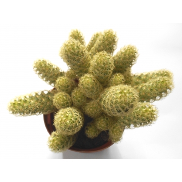 Mammillaria elongata