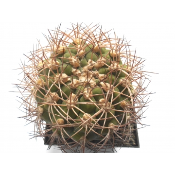 Gymnocalycium millaresii