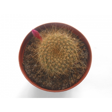 Kaktus Rebutia violaciflora 