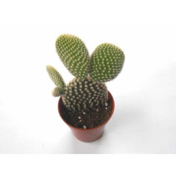 Kaktus Opuntia microdasys v. albispina