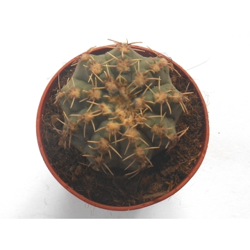 Kaktus Gymnocalycium quehlianum v. albispinum