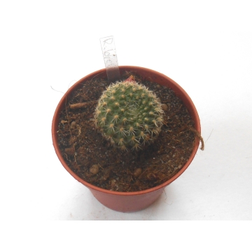 Kaktus Rebutia brevispina