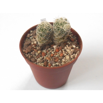 Kaktus Mammillaria gracilis 