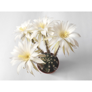 Kaktus Echinopsis subdenudata
