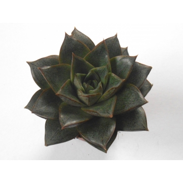 Sukulent Echeveria purpusorum