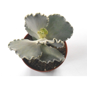 Sukulent Cotyledon undulata