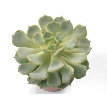 Sukulent Echeverie