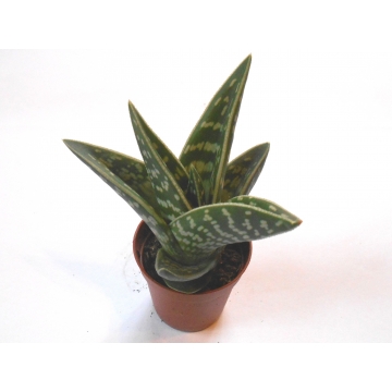 Sukulent Aloe variagata (magic)