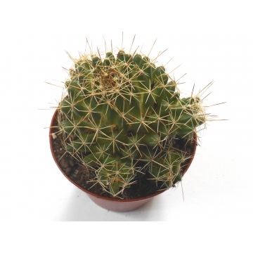 Kaktus Mammillaria decipiens ssp. camptotricha