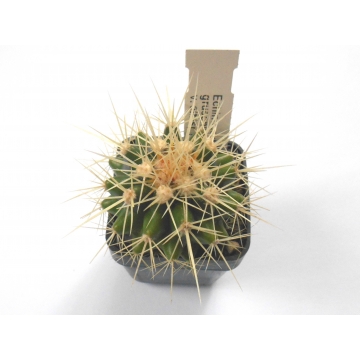 Kaktus Echinocactus grusonii var. albispinus