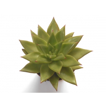 Sukulent Echeveria agavoides 'Ebony' 