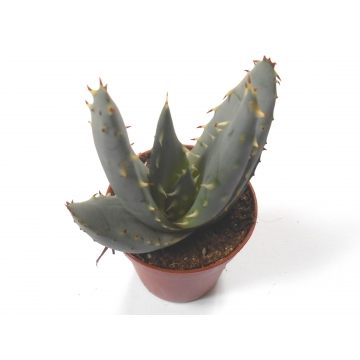 Aloe Peglerae