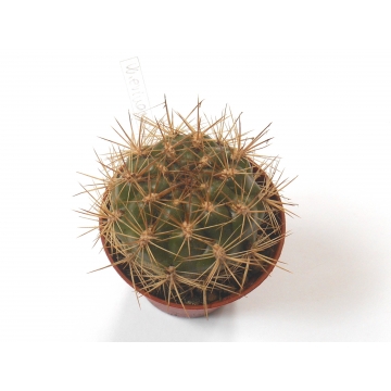 Weingartia erinacea