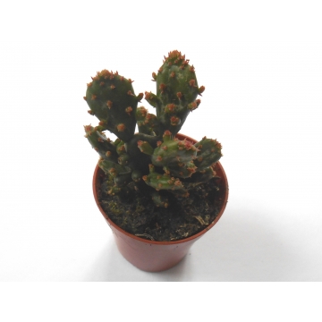 Opuntia monacantha variegata