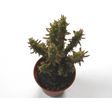 Opuntia subulata
