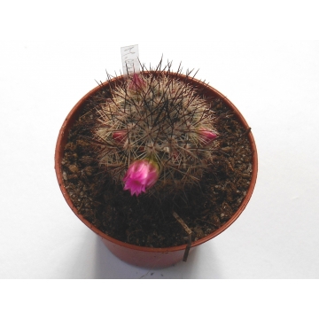 Mammillaria centraliplumosa