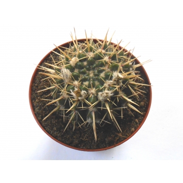 Notocactus submammulosus